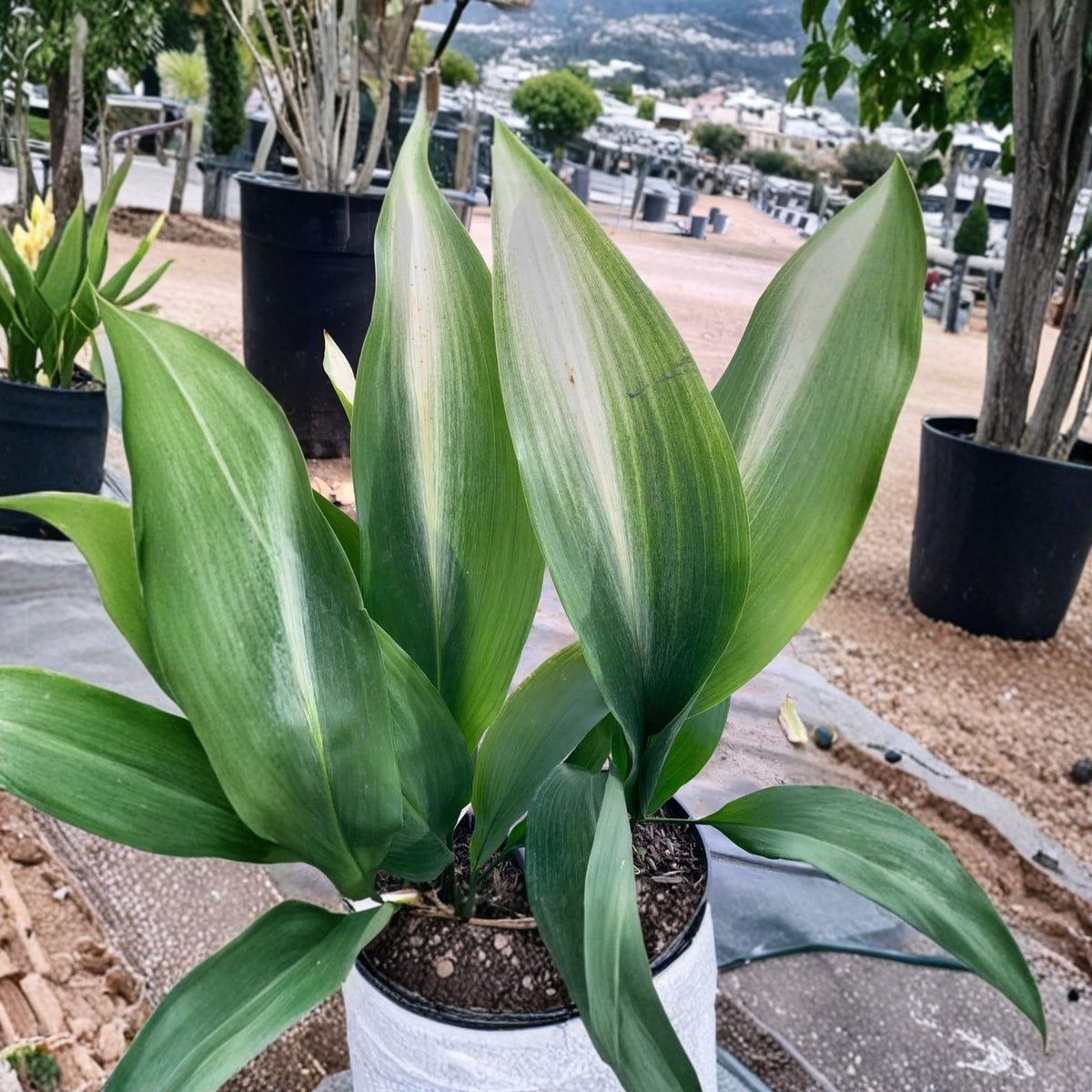 Variegated Cast Iron Plant Asahi, Live Aspidistra Plant, 1–2 Ft Tall, 1 Gallon Pot, 5–8 Stems, Rare Foliage Plant