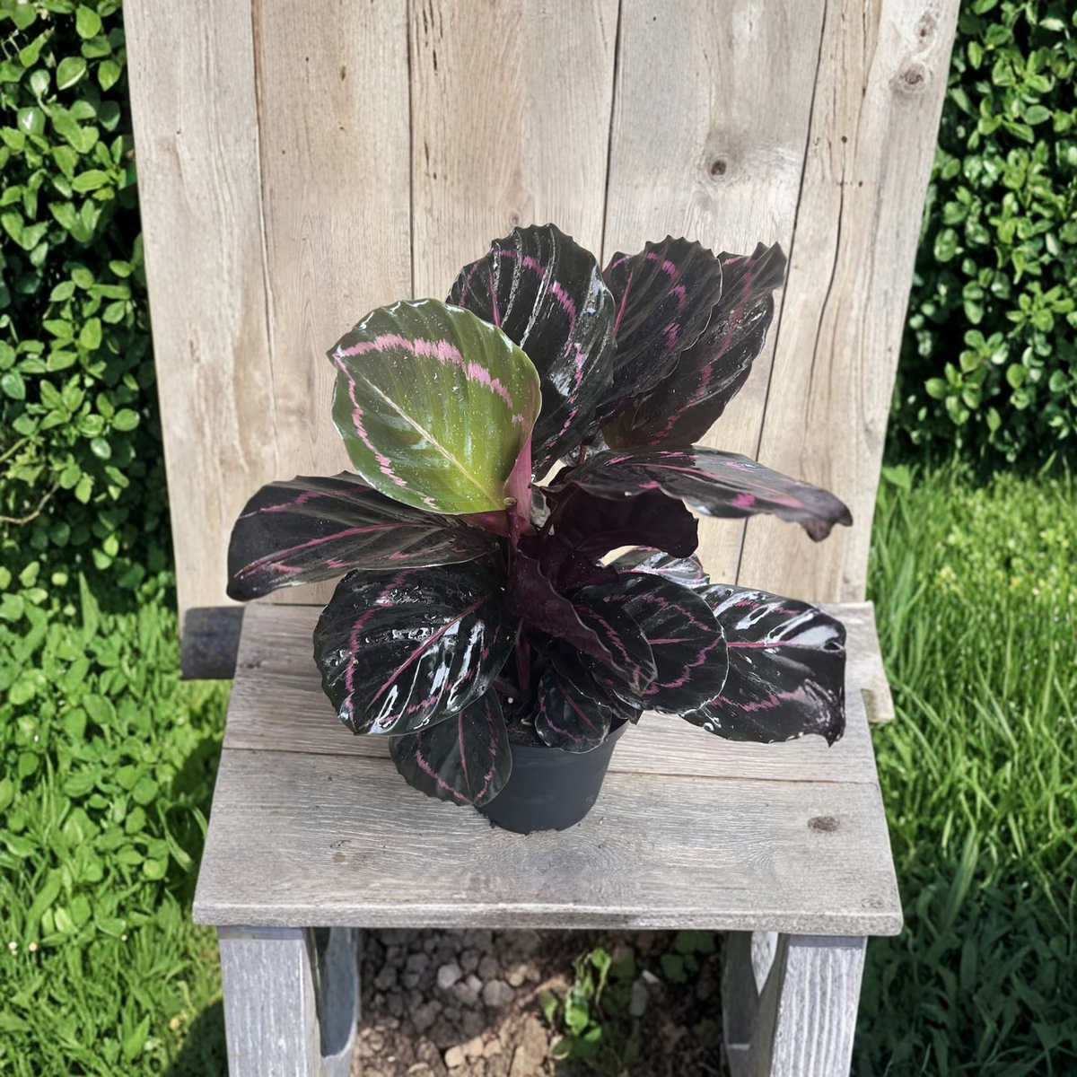 Calathea Dottie Live Plant in 6 Inch Pot, Black and Pink Prayer Plant, Dark Foliage Tropical Houseplant, Pink Leaf Edges