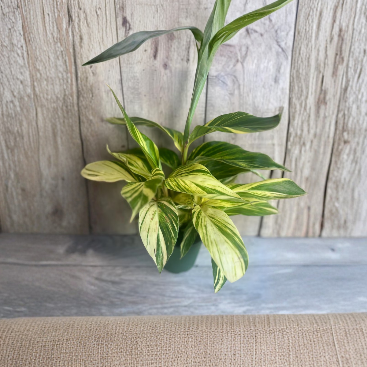Variegated Shell Ginger Live Plant, Alpinia Zerumbet Variegata in 6 Inch Pot, Yellow Green Striped Tropical Foliage, Ornamental Ginger