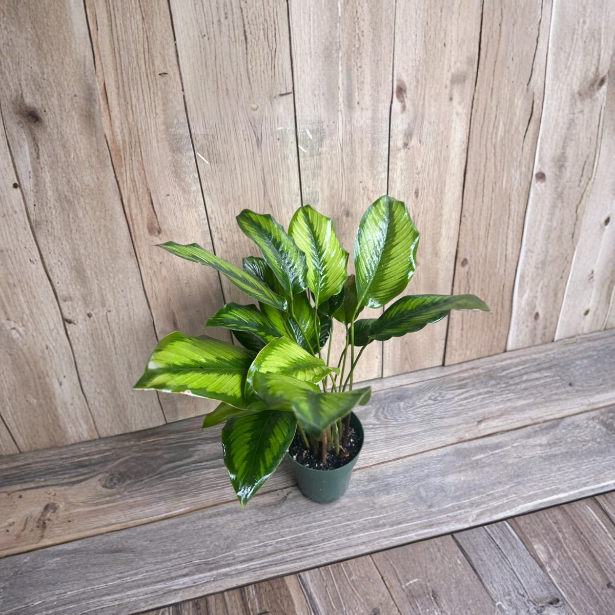 Calathea Beauty Star Live Plant in 6 Inch Pot, Pinstripe Prayer Plant, Ornamental Foliage Houseplant, Tropical Indoor Plant Gift