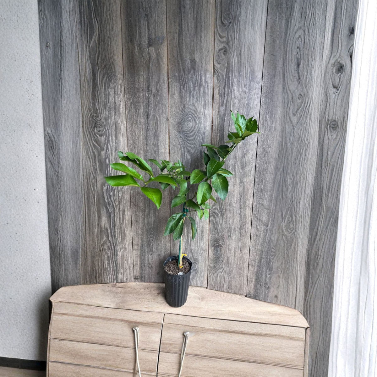 Ponderosa Lemon Grafted Live Plant in Half Gallon Pot, American Wonder Lemon Tree, Large Fruiting Citrus Tree, Tropical Fruit Plant