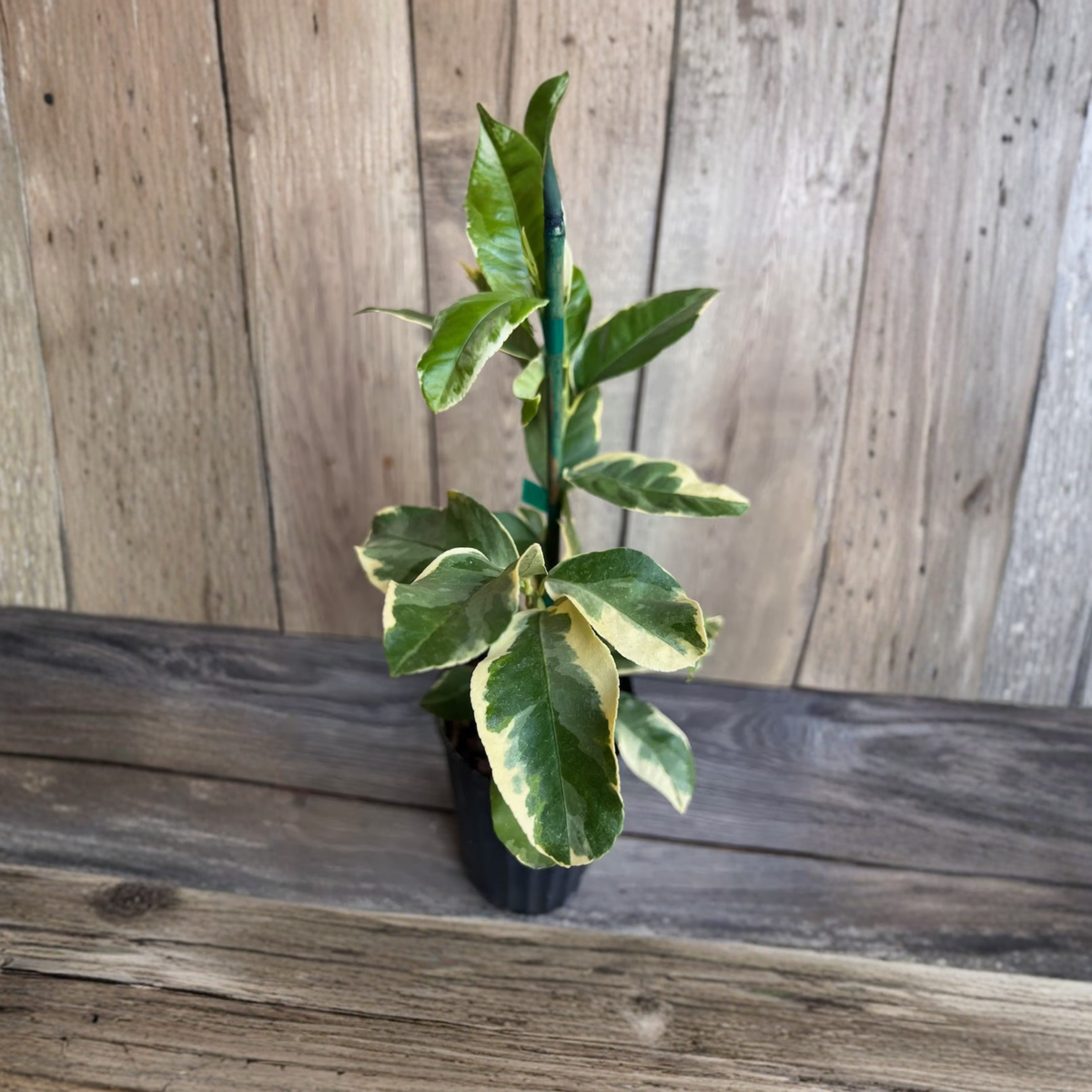 Variegated Pink Lemon Tree Live Plant, Pink Eureka Lemon Citrus, Air Layered Tree in Half Gallon Pot, Striped Foliage, Unique Citrus Plant
