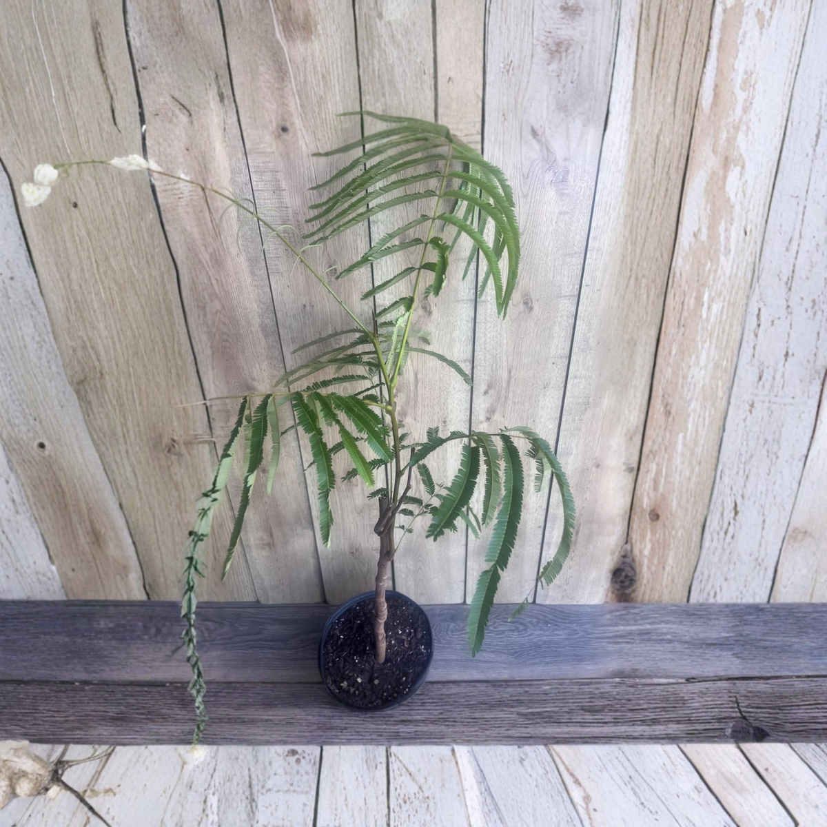 Grafted Petai Tree Live Plant, Parkia Speciosa in 10 Inch Pot, Southeast Asian Stink Bean Tree, Exotic Tropical Edible Pod Tree