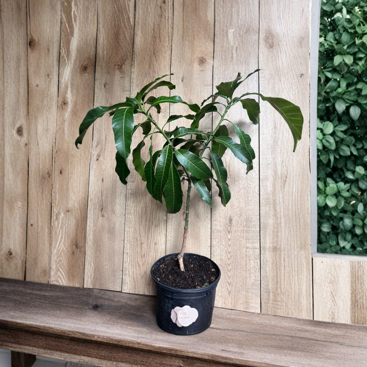 Nam Dok Mai Thai Mango Tree, Grafted Live Fruit Tree, Sweet Low-Fiber Mango Variety, 6 Inch Pot or 3 Gallon, Tropical Garden Plant
