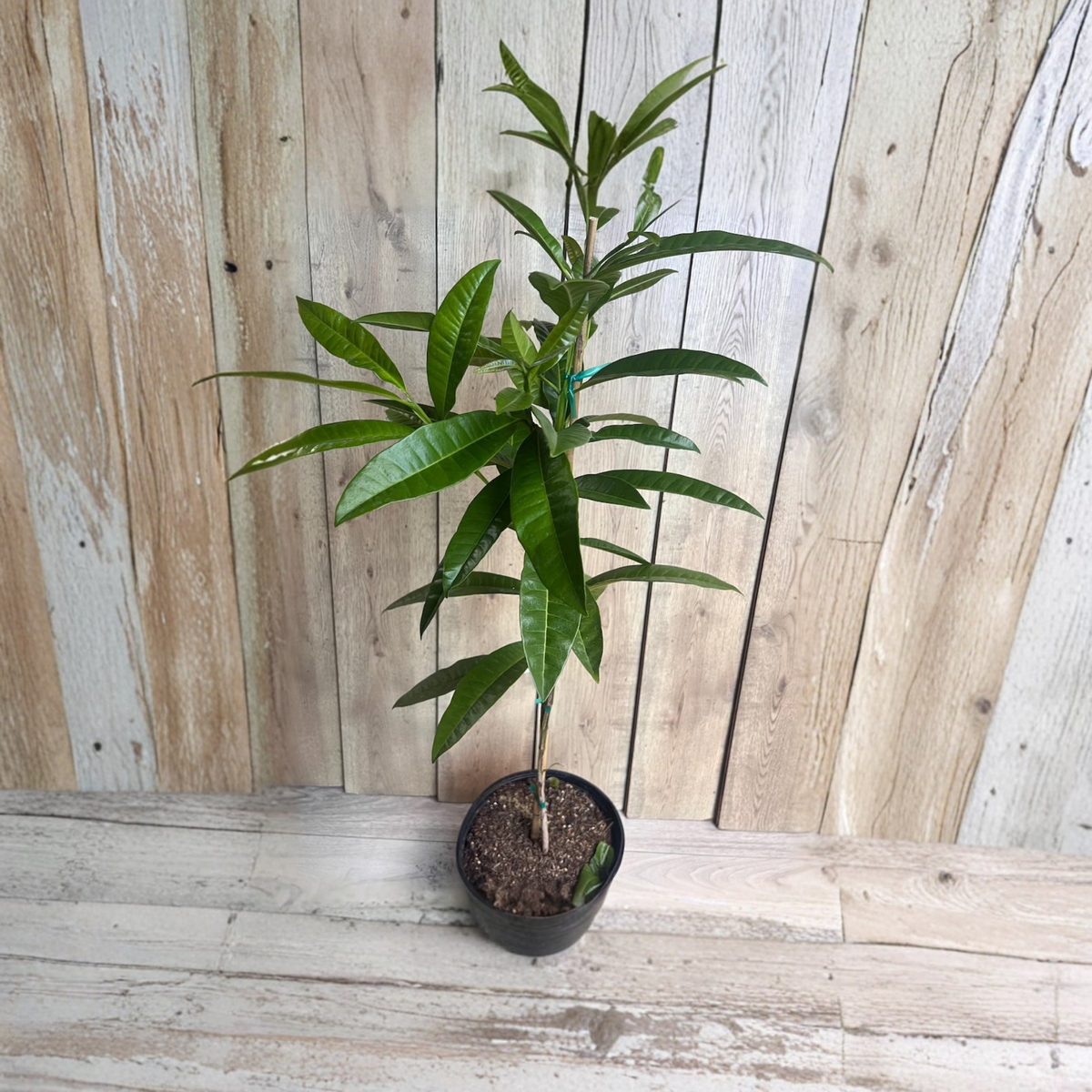 Allspice Tree Live Plant, Pimenta Dioica in 3 Gallon Pot, Tropical Spice Tree, Aromatic Culinary Plant, Evergreen Edible Garden Tree
