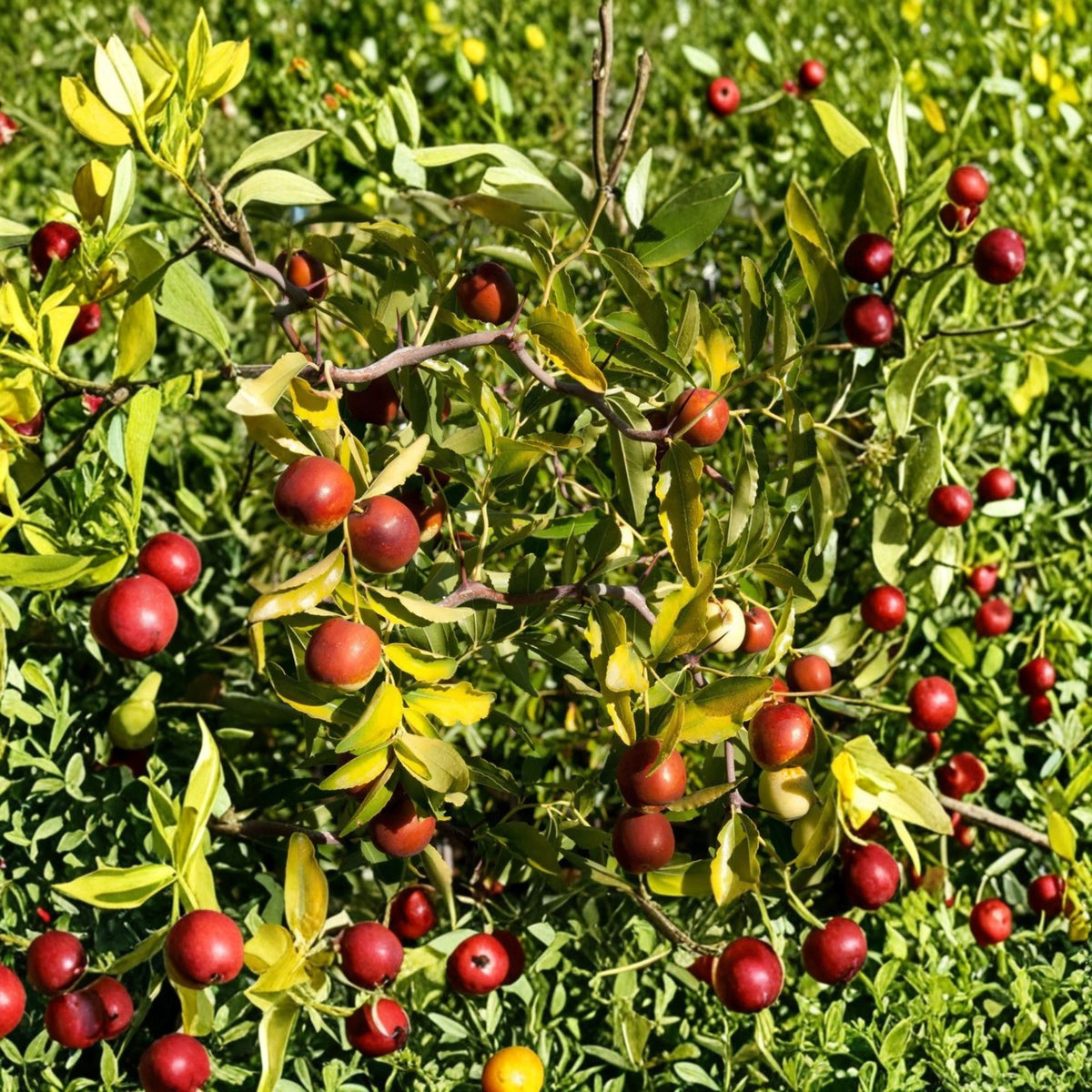 Contorted Jujube Tree Live Plant, 3 Ft Grafted Fruit Tree, 3 Gallon Potted Chinese Date Tree, Edible Ornamental Tree