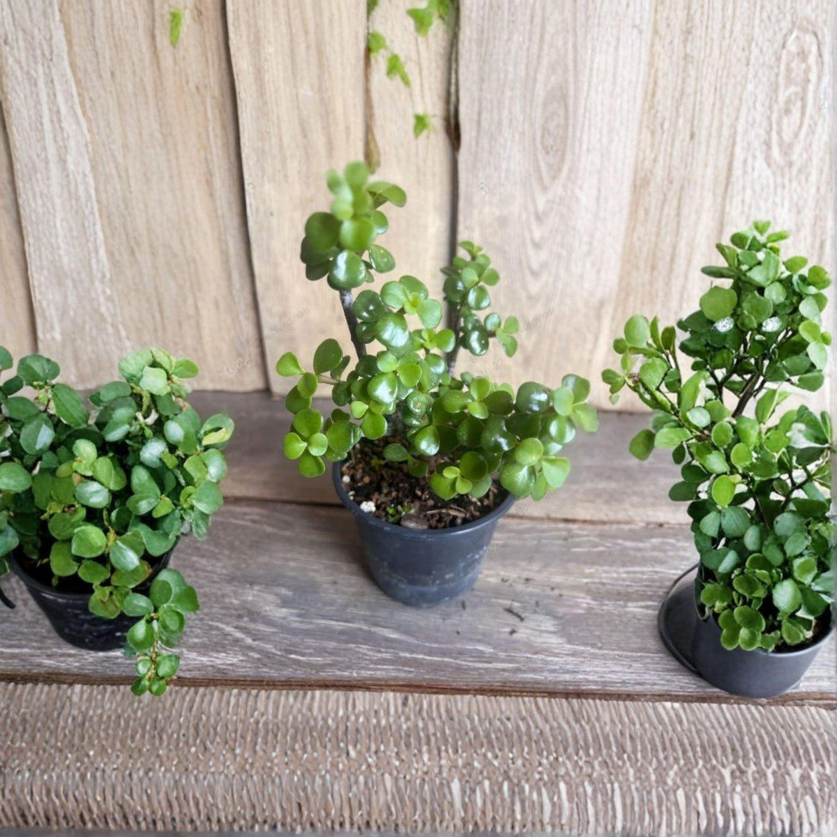 Dwarf Jade Plant 4" Pot – Portulacaria afra Elephant Bush
