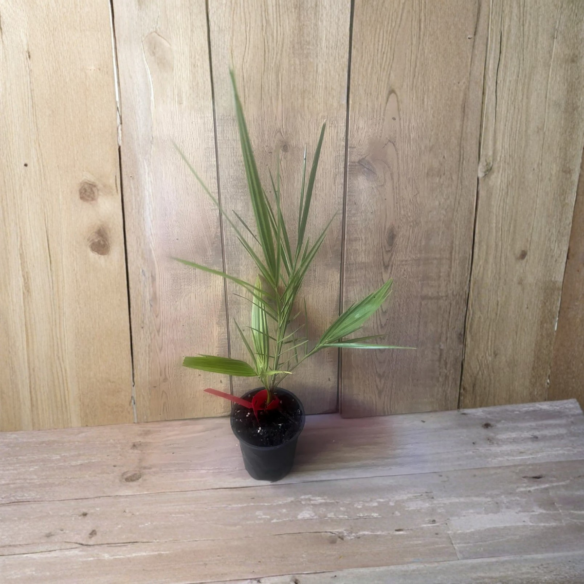 Canary Island Date Palm Live Plant, Phoenix Canariensis in 4 Inch Pot, Tropical Fan Palm, Ornamental Outdoor Palm Tree