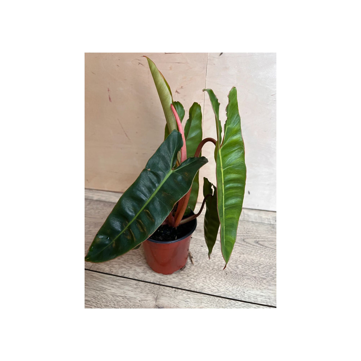 Philodendron Billietiae Live Plant in 4" Pot – Tropical Aroid