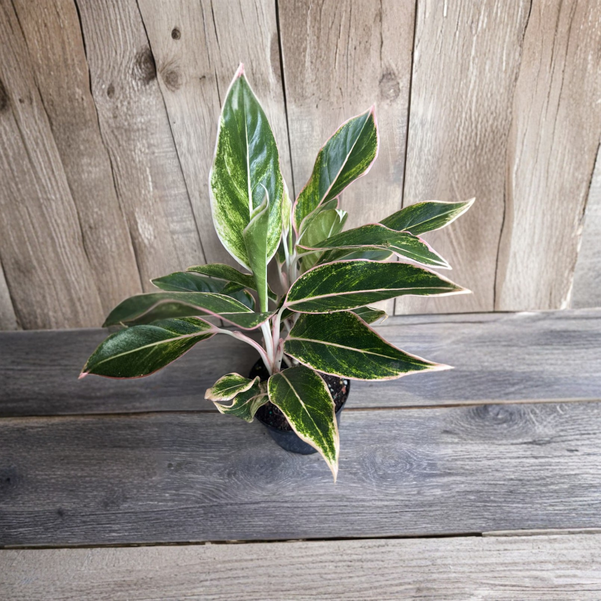 Aglaonema Pink Siam Live Plant, Pink Chinese Evergreen in 6 Inch Pot, Variegated Tropical Foliage, Colorful Indoor Houseplant