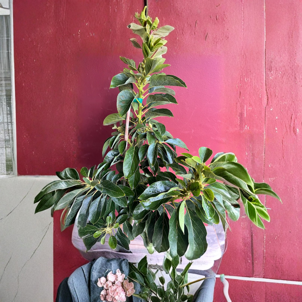 Choquette Avocado Grafted Live Tree in 3 Gallon Pot, Persea Americana Fruit Tree, Large Green Avocado Variety, Tropical Garden Plant