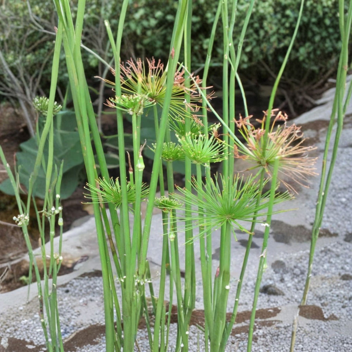 Cyperus Cleopatra Live Plant, Dwarf Papyrus, Umbrella Plant, 1 Ft Tall, 6 Inch Pot, Ornamental Sedge