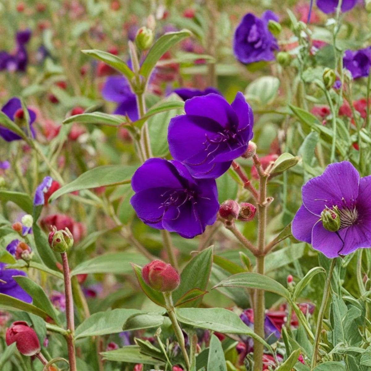 Princess Flower Live Plant, Purple Tibouchina Urvilleana, 1 Foot Tall Evergreen Flowering Shrub, Tropical Garden Plant