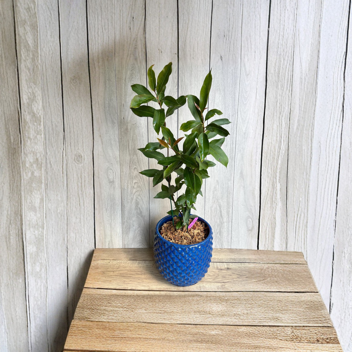 Java Plum Live Tree, Syzygium Cumini Jamun Fruit Tree, Air Layered Black Plum, Malabar Plum, Tropical Edible Fruit Tree in 3 Gallon Pot