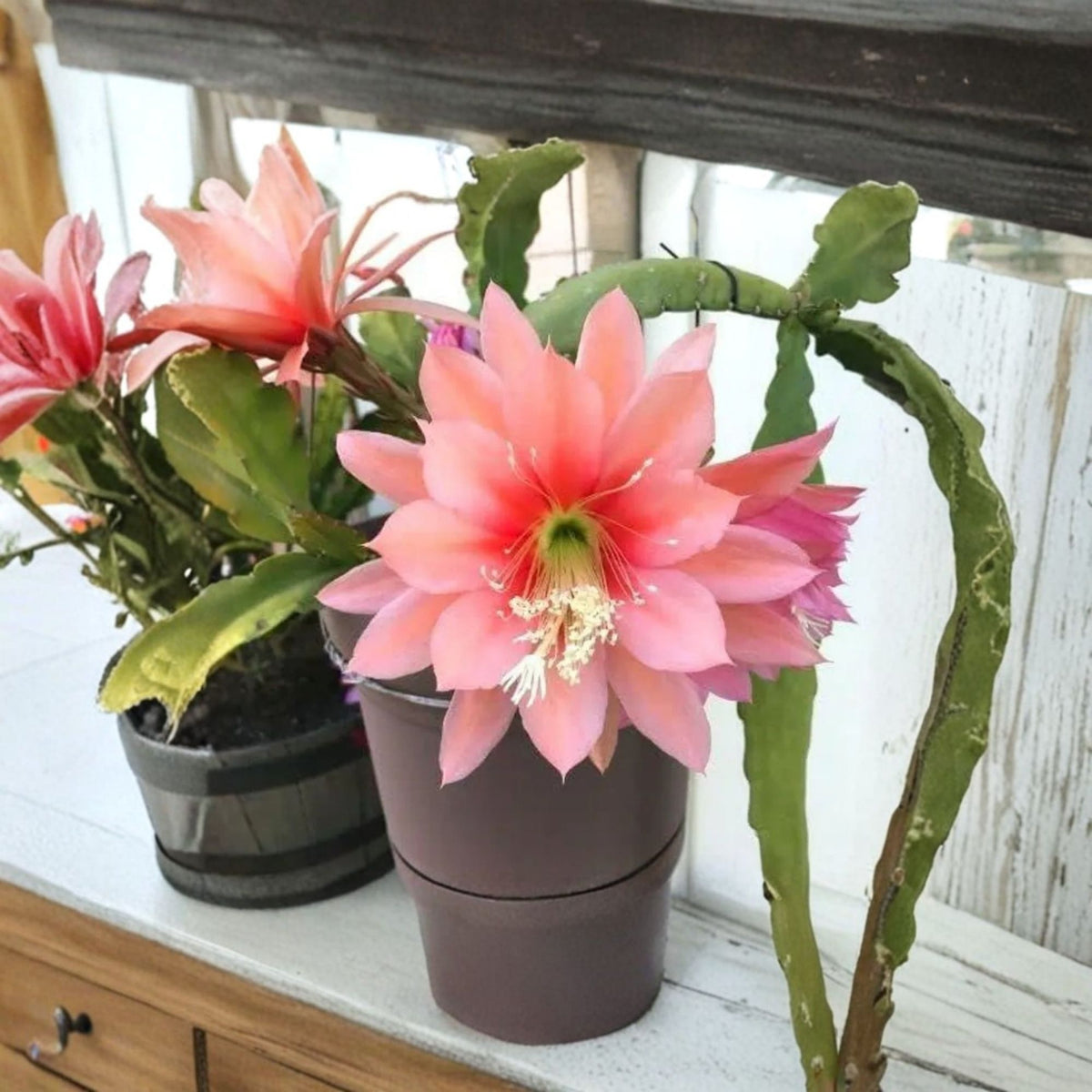 Pink Queen of the Night Live Plant, Epiphyllum Cactus, Pink Flowering Orchid Cactus, 6 Inch Pot, Tropical Succulent