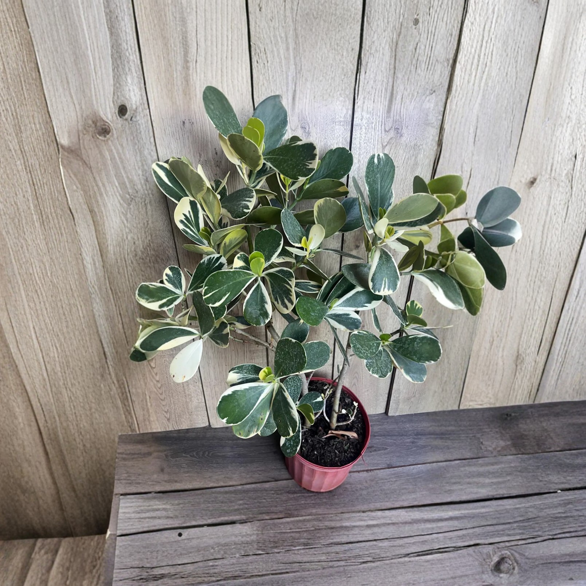 Variegated Clusia Rosea Plant, Rare Green and Cream Foliage, Tropical Ornamental Plant in 10 Inch Pot
