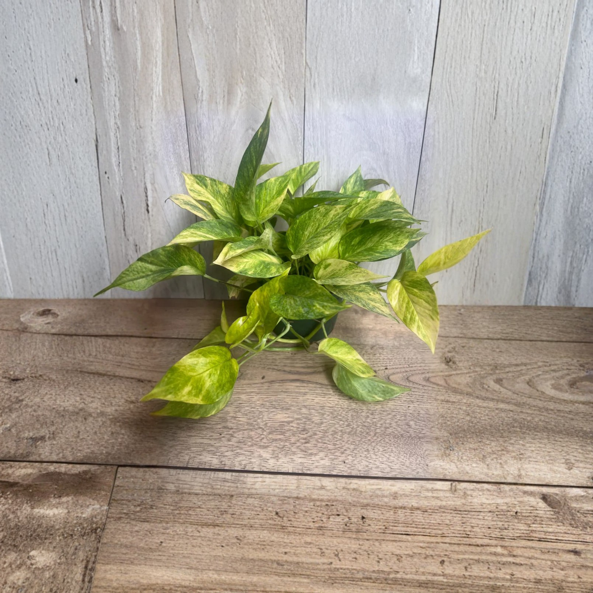 Neon Queen Pothos Live Plant in 6 Inch Pot, Variegated Epipremnum, Neon Green and Cream Foliage, Tropical Trailing Houseplant