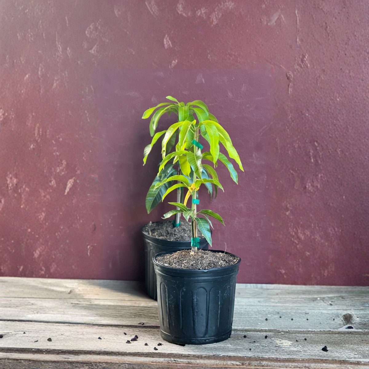 Triple Sec Mango Tree Grafted, Tropical Fruit Tree in 3 Gallon Pot, Rare Mango Plant for Home Garden