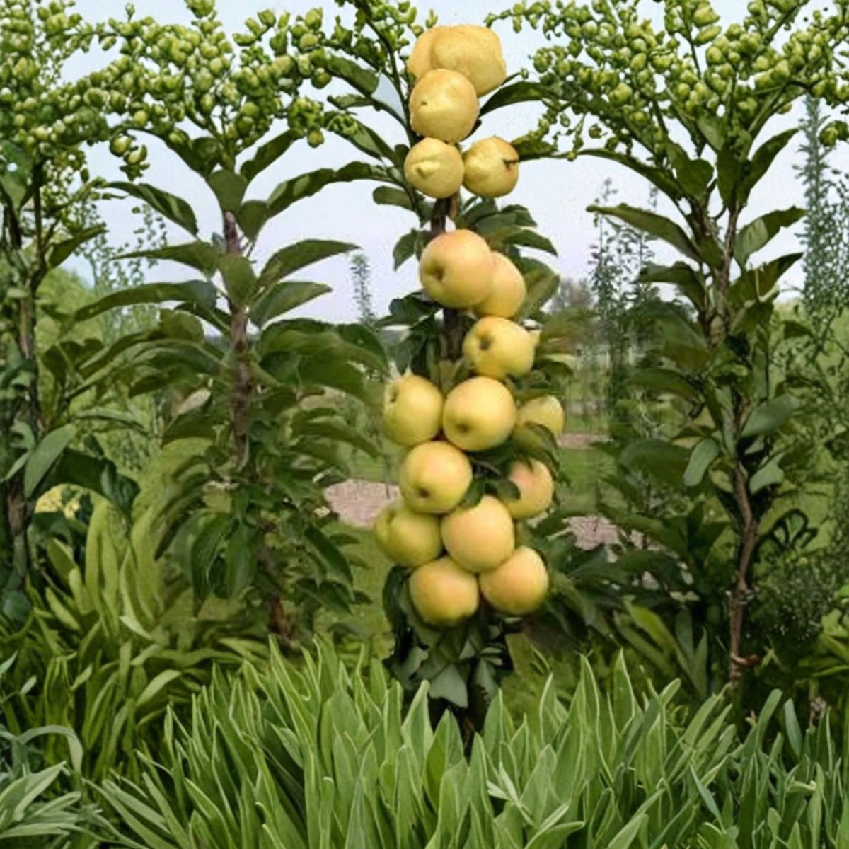 Golden Treat Columnar Apple Tree, Malus Live Fruit Tree, 1–2 Feet Tall, 6 Inch Pot, Urban Apple, Patio Container Tree