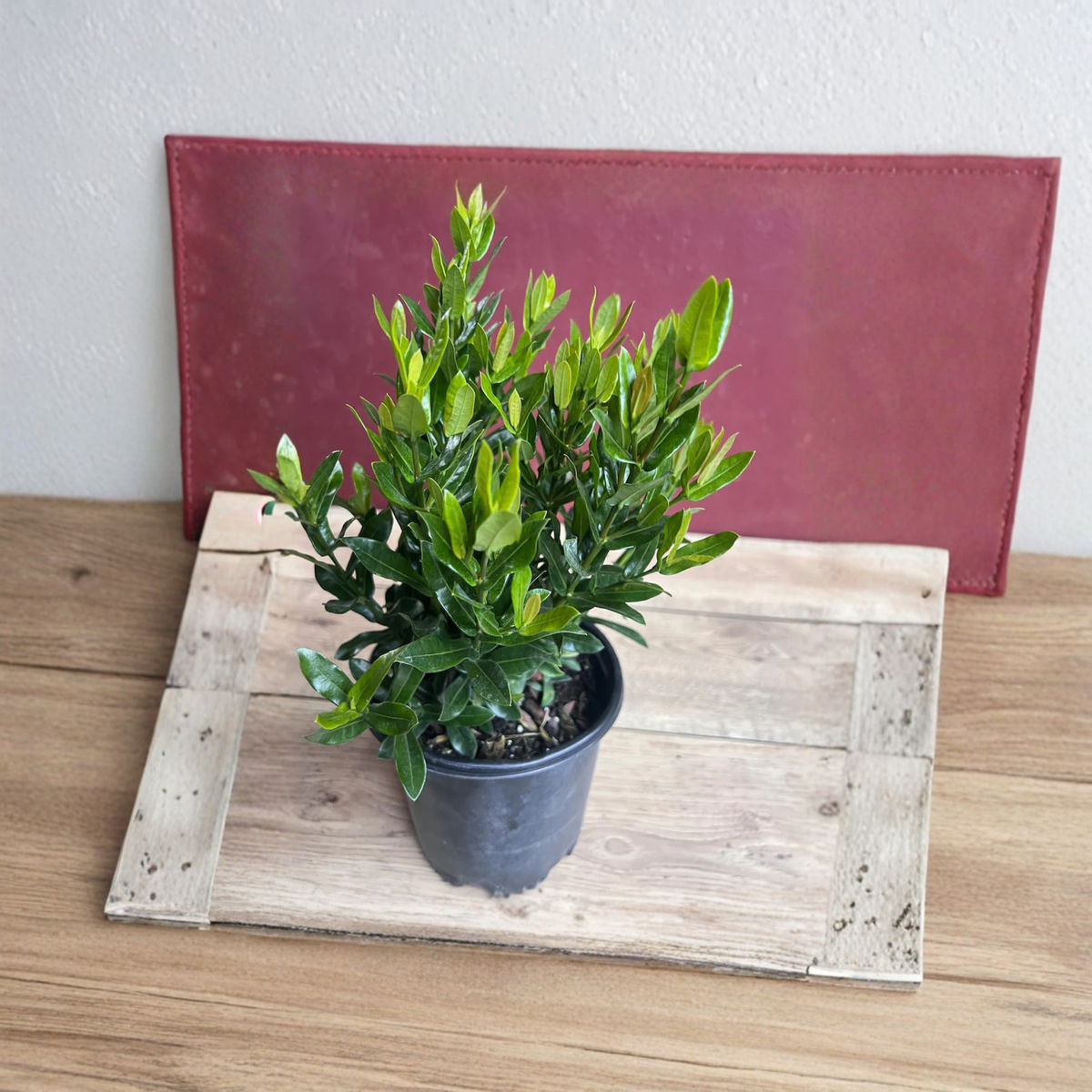 Red Taiwanese Ixora Live Plant, Carmen Dwarf Ixora, Red Flowering Shrub, Tropical Evergreen Plant in 6 Inch Pot