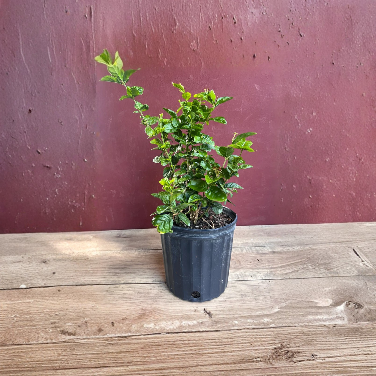 Grand Duke of Tuscany Jasmine Plant, Fragrant Double White Flowers, Arabian Jasmine in 10 Inch Pot