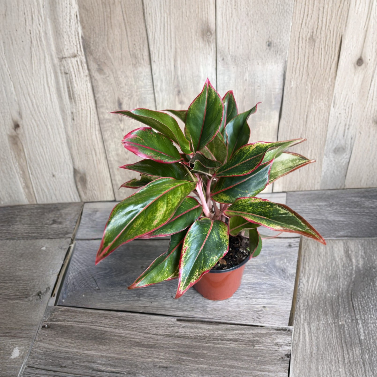 Aglaonema Siam Aurora Plant, Red and Green Foliage, Chinese Evergreen Houseplant in 6 Inch Pot