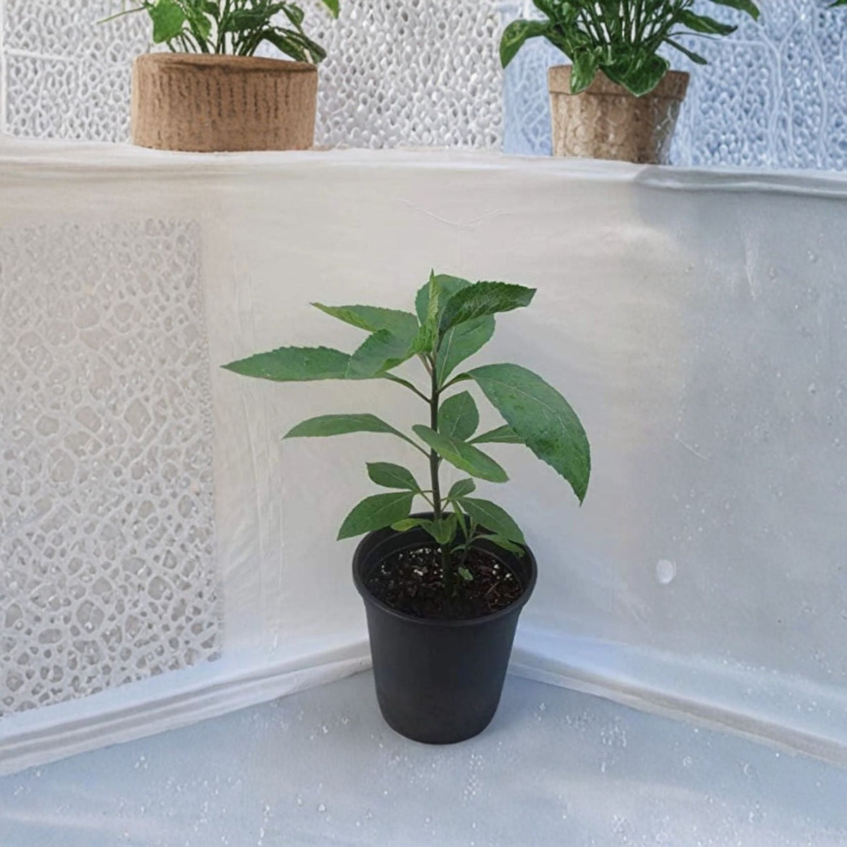 Bitter Leaf Live Plant, Vernonia Amygdalina, Cây Mật Gấu, African Bitter Leaf Herb, 1 Foot Tall, 6 Inch Pot