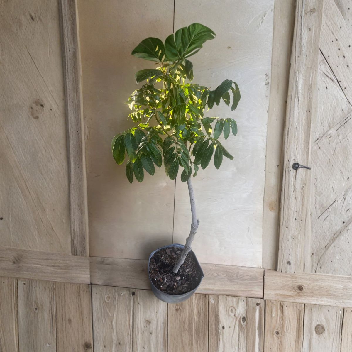 Kohala Longan Tree Air Layered, Tropical Fruit Tree, Lengkeng Kelengkeng Plant in 3 Gallon Pot