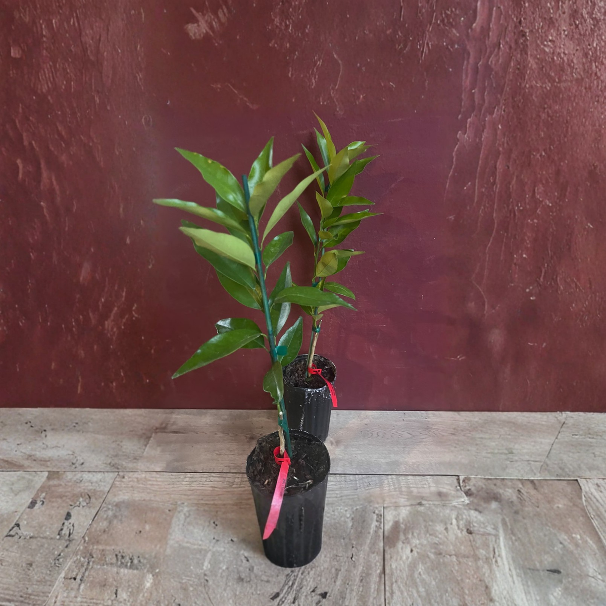 Red Lime Tree Live Plant, Grafted Citrus Tree in Half Gallon Pot, Unique Ornamental Lime Fruit Tree, Florida Shipping Only