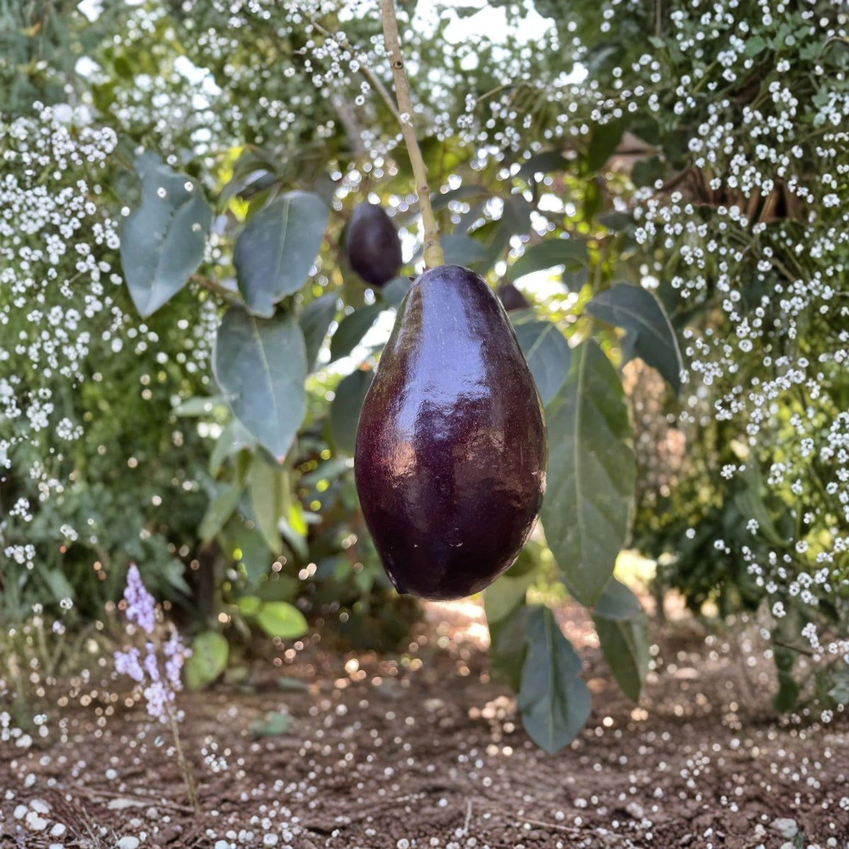 Mexicola Avocado Tree Live Plant, Grafted Avocado, 1 Foot Tall, Mexican Avocado Variety, Edible Fruit Tree