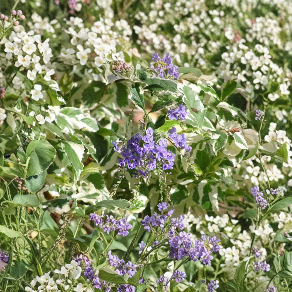 Variegated Duranta Live Plant β 1 Foot Tall, 6-Inch Pot