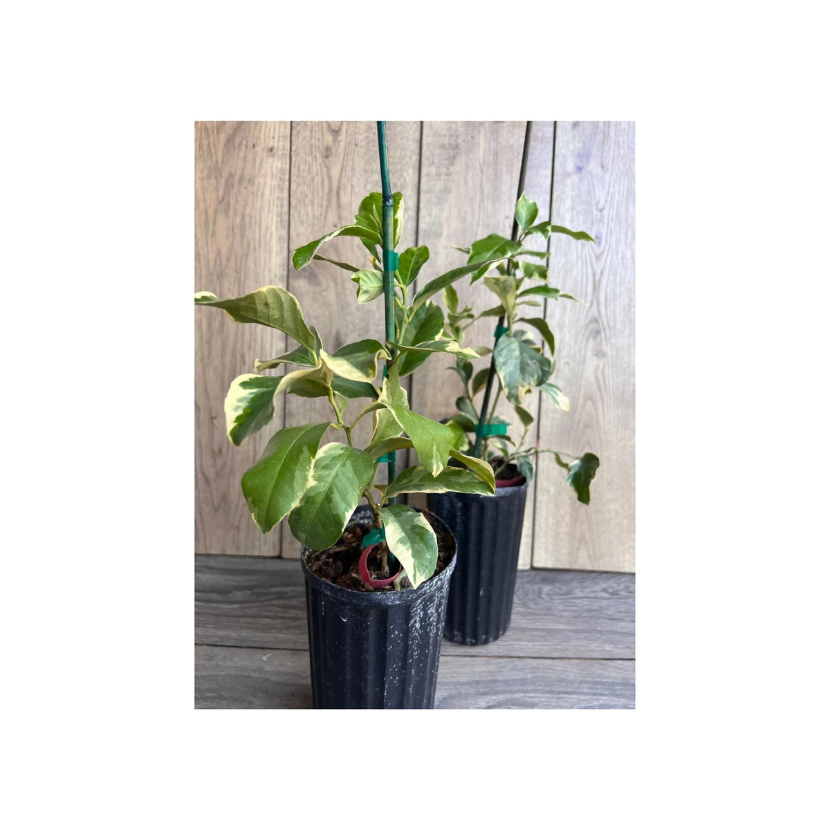 Variegated Pink Lemon Live Plant – 1/2 Gallon Pot – Citrus limon