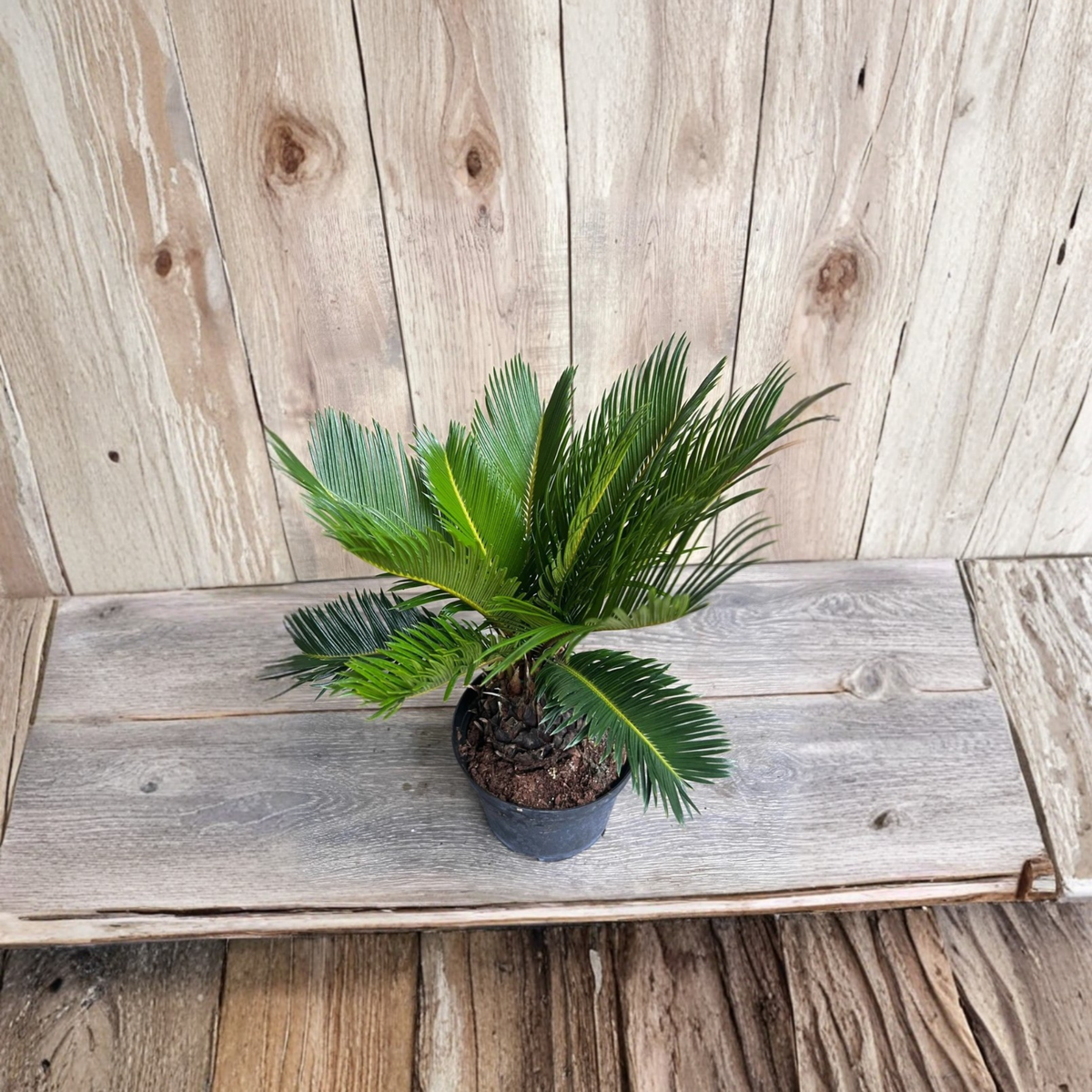 King Sago Palm Live Plant in 6 Inch Pot, Cycas Revoluta, Exotic Ornamental Tropical Plant, Indoor Patio Garden Accent