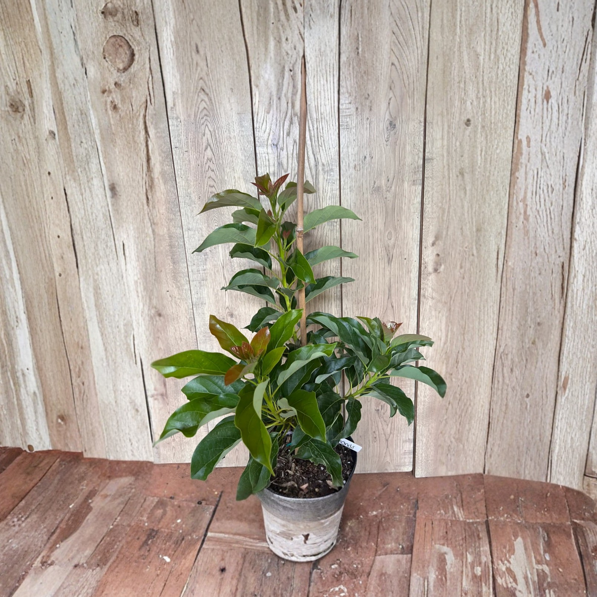 Simmonds Avocado Tree Grafted Live Plant, 3 Gallon Pot, Tropical Fruit Tree for Warm Climate Gardens