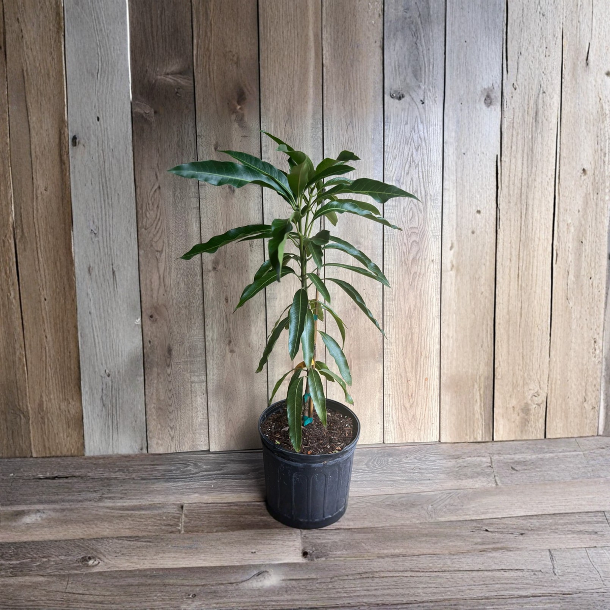 Mallika Mango Tree Grafted Live Plant, 3 Gallon Pot, Indian Tropical Fruit Tree for Warm Climate Gardens