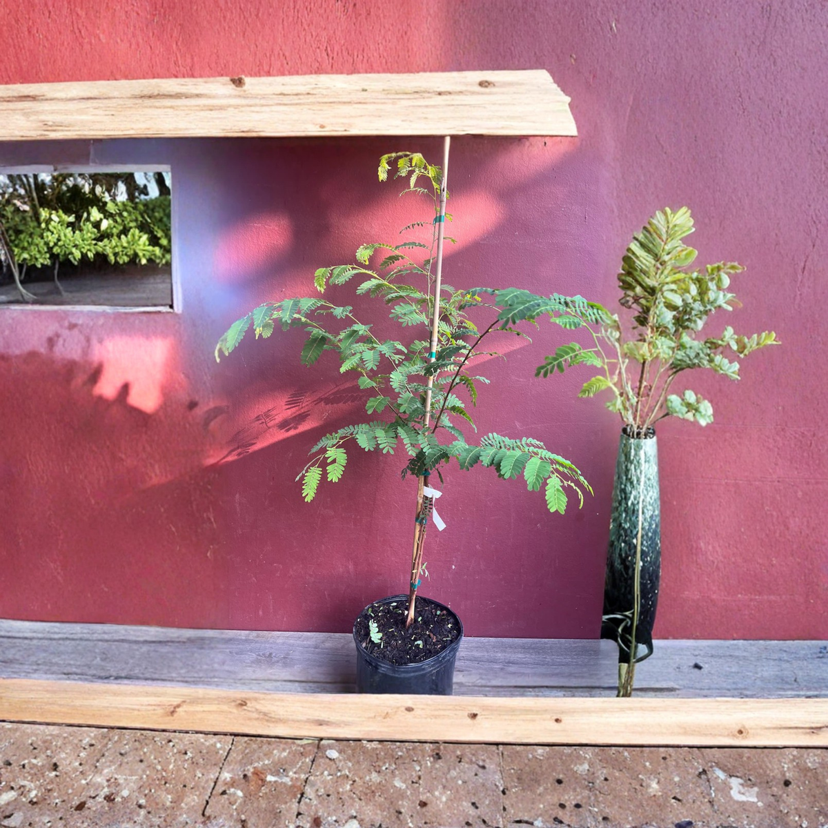 Tamarind Tree Live Plant, Tamarindus Indica, 3 Gallon Pot, Tropical Fruit Tree, Pohon Asem