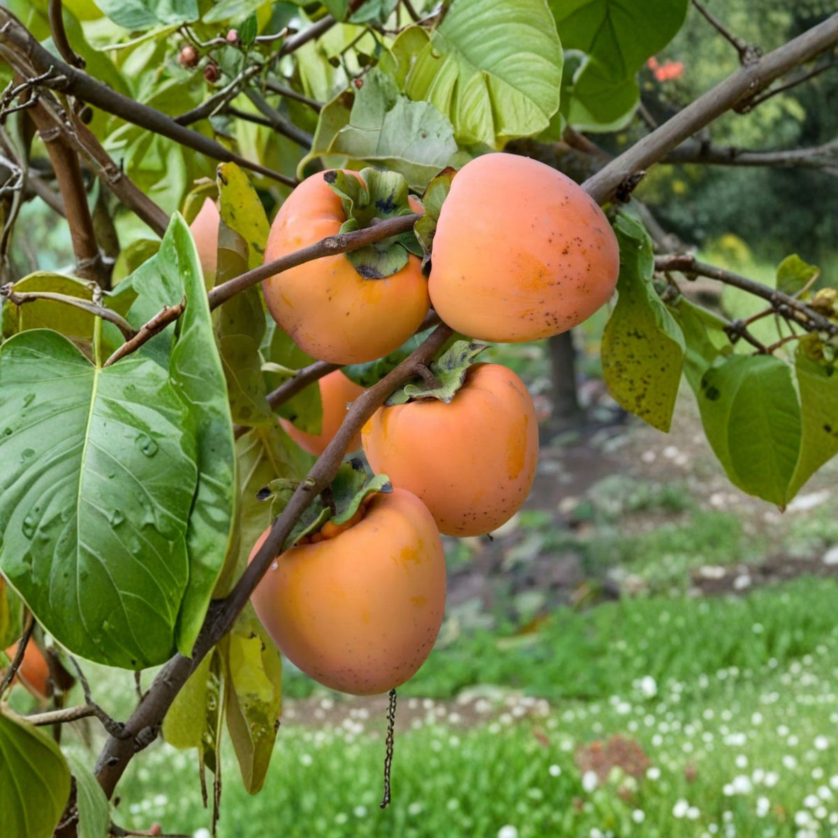 Hachiya Persimmon Tree Live Plant, Grafted Fruit Tree, 3β4 Feet Tall, 3 Gallon Pot, Large Orange Persimmon