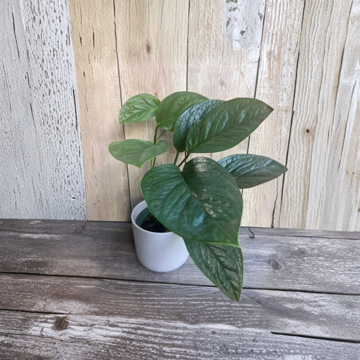 Monstera Pinnatipartita Live Plant, 6 Inch Pot, Rare Climbing Monstera, Tropical Indoor Aroid Houseplant