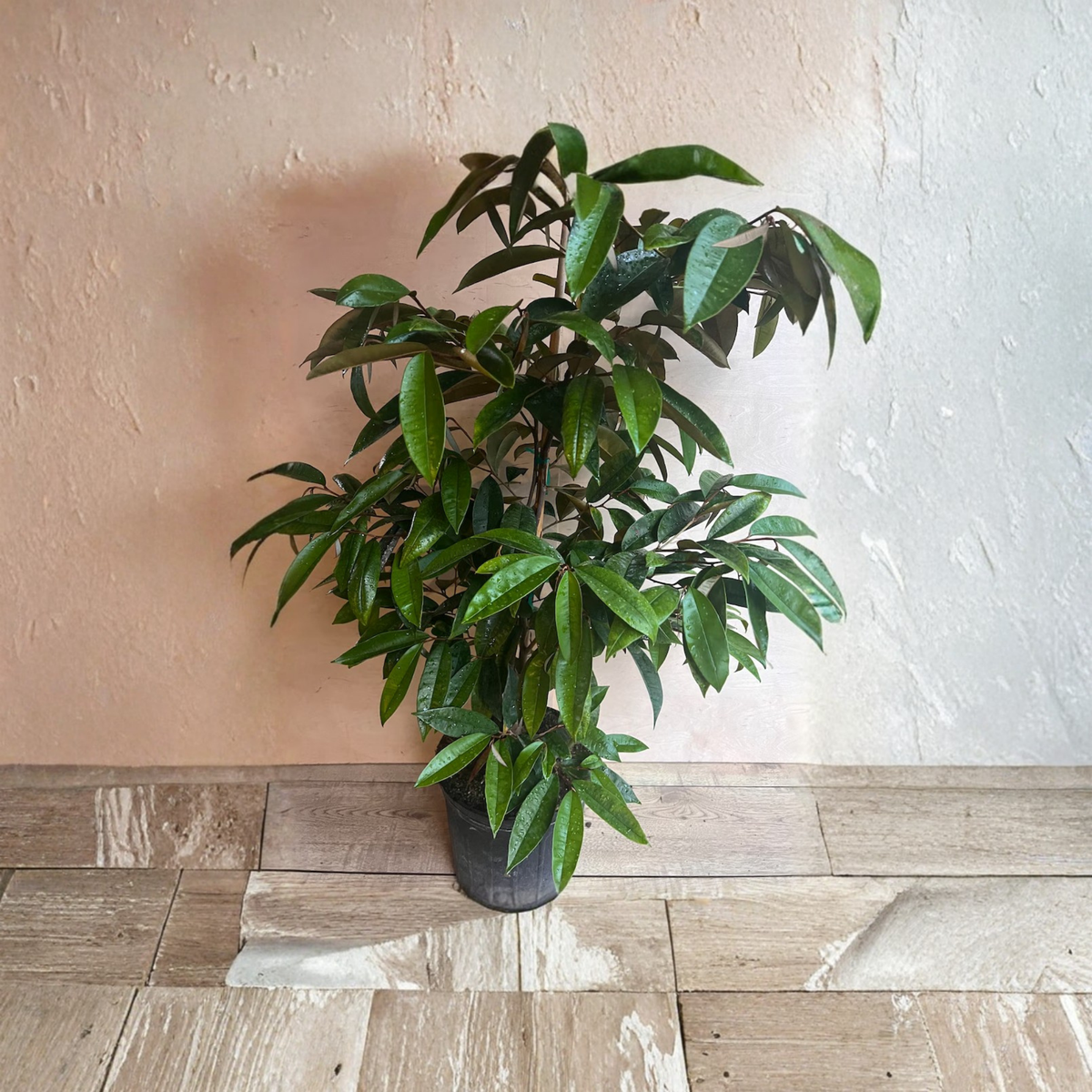 Purple Star Apple Tree Live Plant, Grafted Caimito in 3 Gallon Pot, Chrysophyllum cainito, Tropical Exotic Fruit Tree