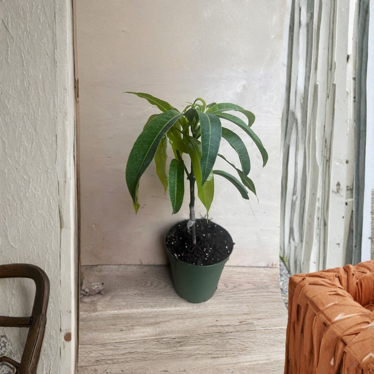 Grafted Manila Mango Tree, Live Plant in 10 Inch Pot, Tropical Mango Fruit Tree for Warm Climate Gardens