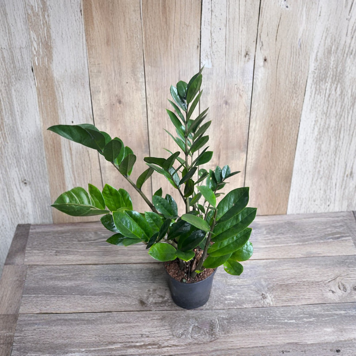 ZZ Plant Live Plant, Zamioculcas Zamiifolia, Easy Care Low Light Houseplant, Drought Tolerant Indoor Plant, Glossy Green Foliage, 6 Inch Pot