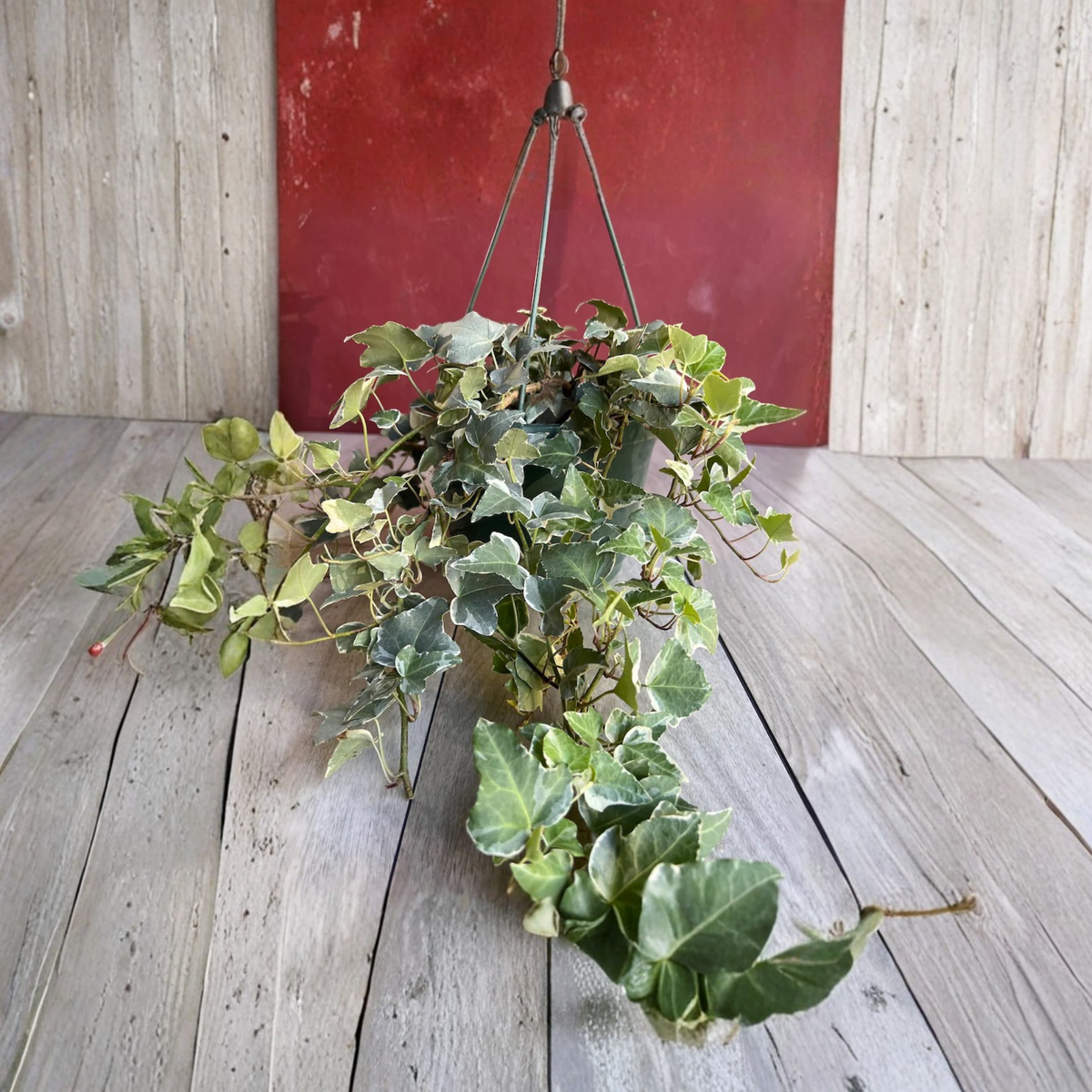 Variegated English Ivy Live Plant, Hedera Helix in 8 Inch Hanging Basket Pot, Trailing Indoor Houseplant
