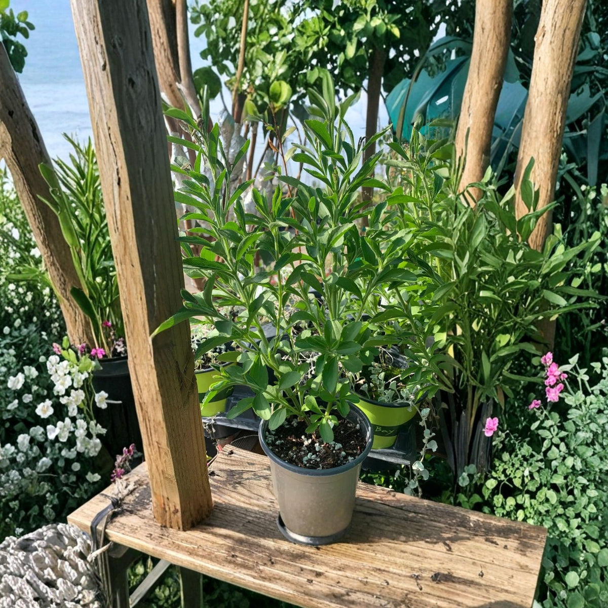 Stevia Herb Live Plant, Stevia rebaudiana Sweet Leaf, Natural Sugar Leaf Herb, 3 Inch Pot, Perennial Herb Plant