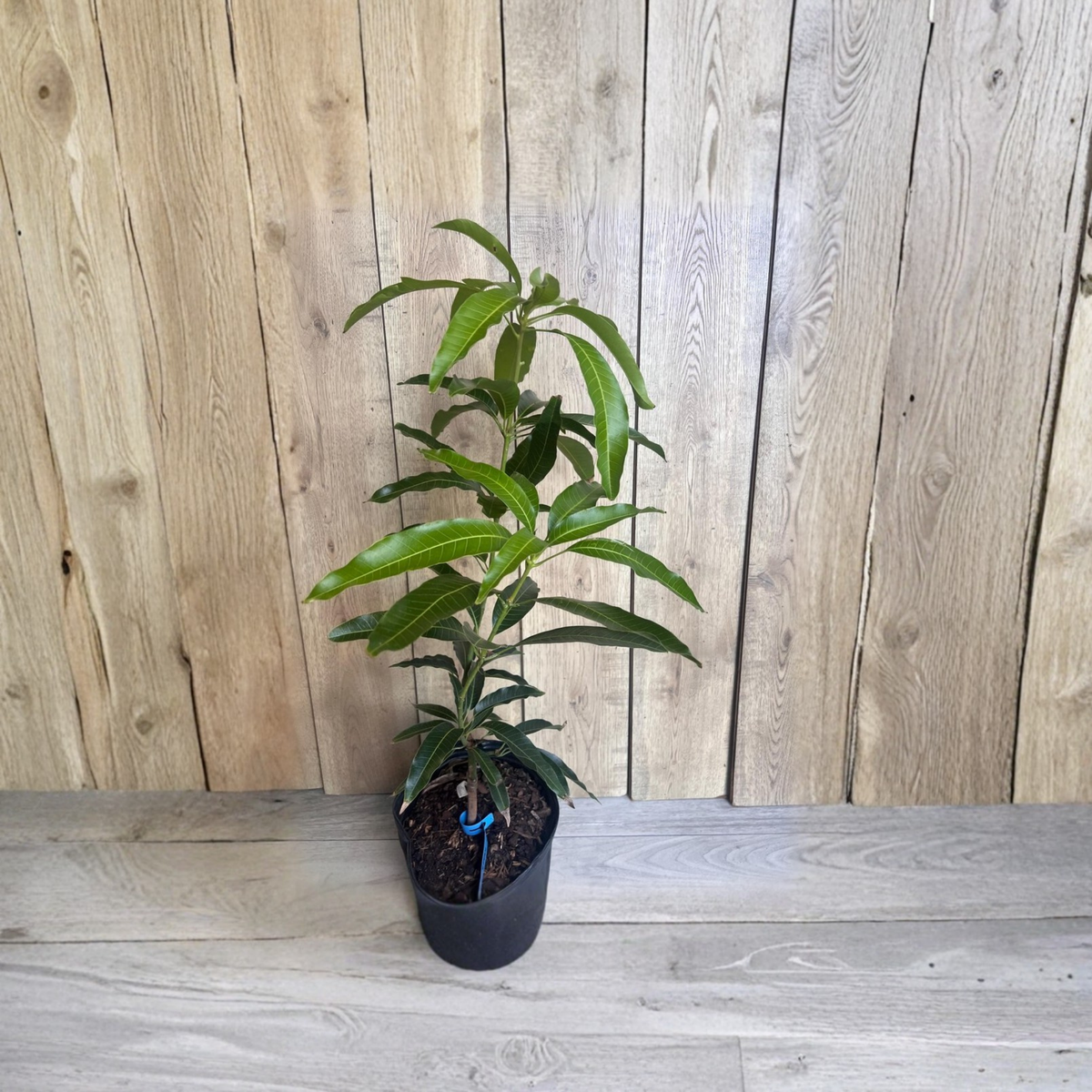 Valencia Pride Mango Tree, Grafted Live Plant in 3 Gallon Pot, Tropical Fruit Tree for Warm Climate Gardens
