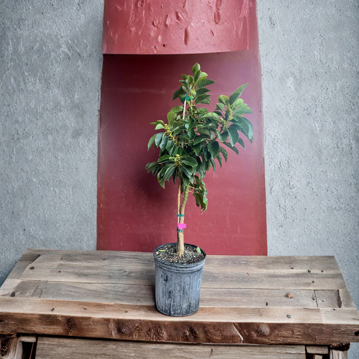 Donnie Grafted Avocado Tree in 3 Gallon Pot, Tropical Fruit Tree Plant, Persea americana, Home Garden Patio Tree