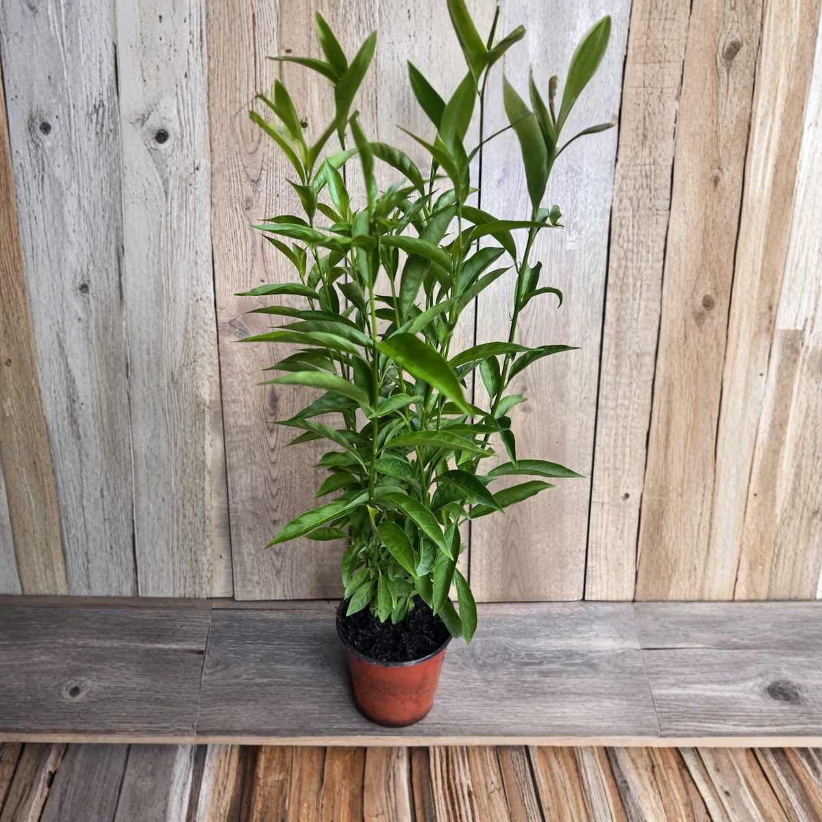 Night Blooming Jasmine Live Plant, Cestrum Nocturnum in 6 Inch Pot, Fragrant Evening Blooms, Tropical Flowering Shrub, Garden Plant