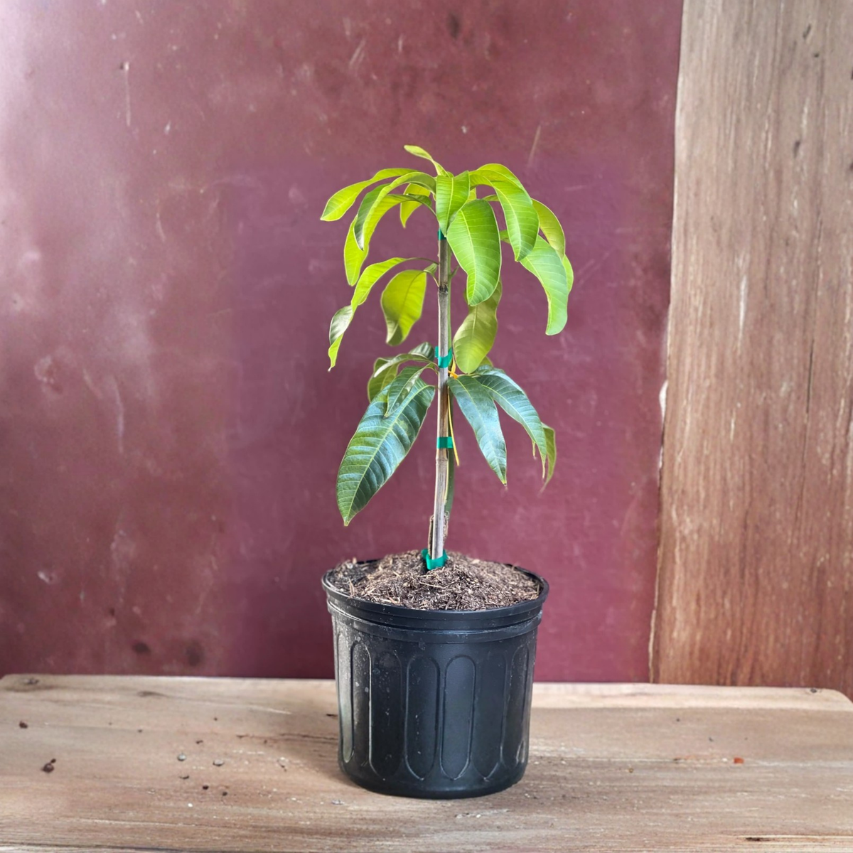 Karen Michelle Grafted Mango Tree in 3 Gallon Pot, Tropical Fruit Tree Plant, Live Mango Tree for Home Garden