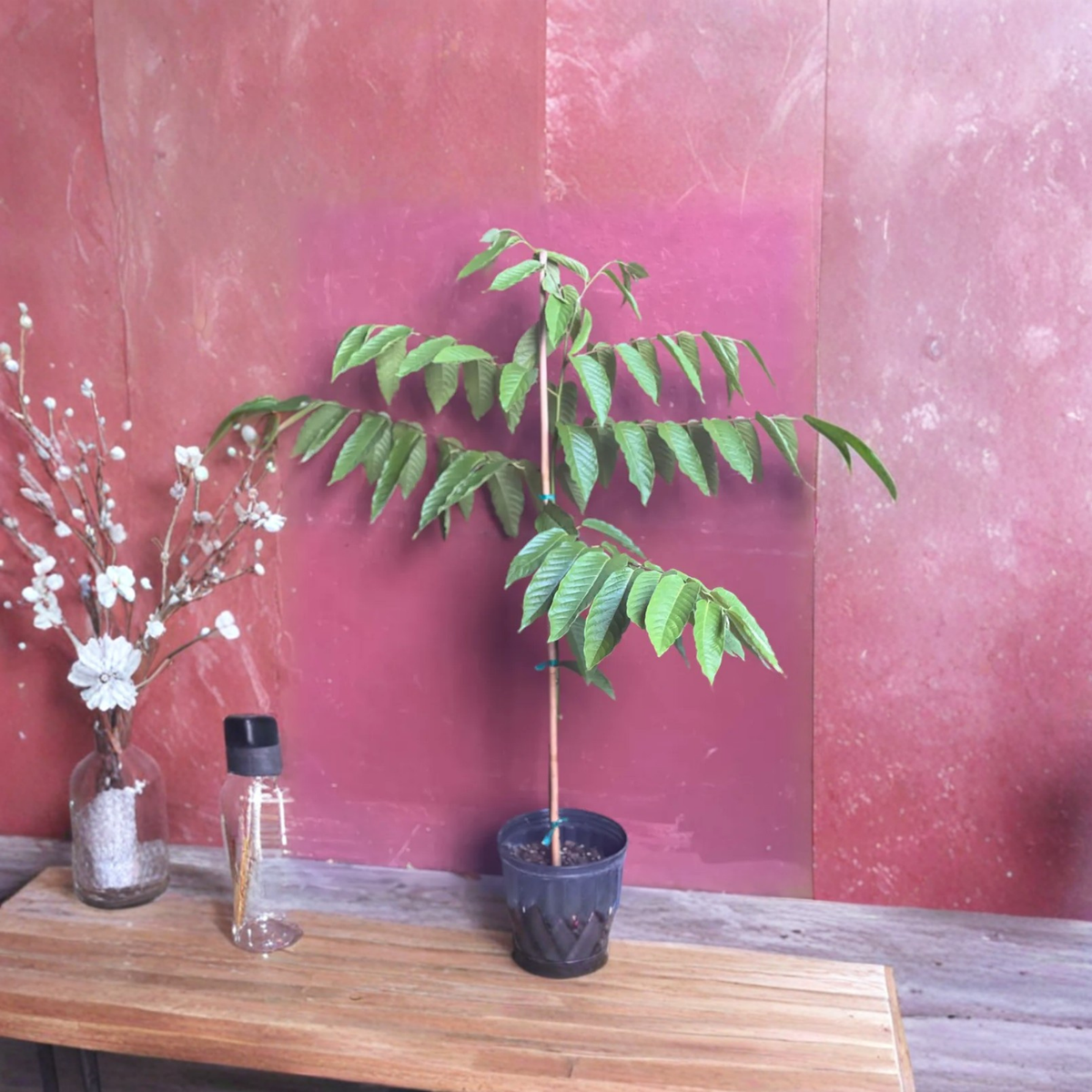 Large Ylang Ylang Tree Live Plant, Cananga Odorata in 10 Inch Pot, Fragrant Tropical Flowering Tree, Perfume Garden Plant, Exotic Aromatic Tree