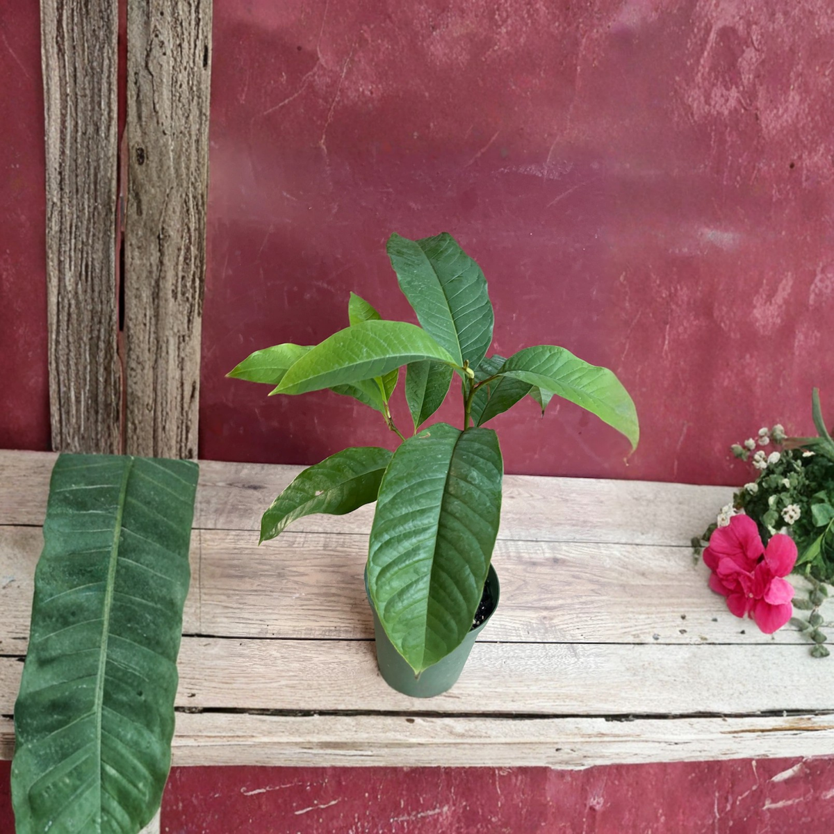 Yellow Champaca Live Plant, Magnolia champaca in 6 Inch Pot, Joy Perfume Tree, Fragrant Tropical Flowering Tree