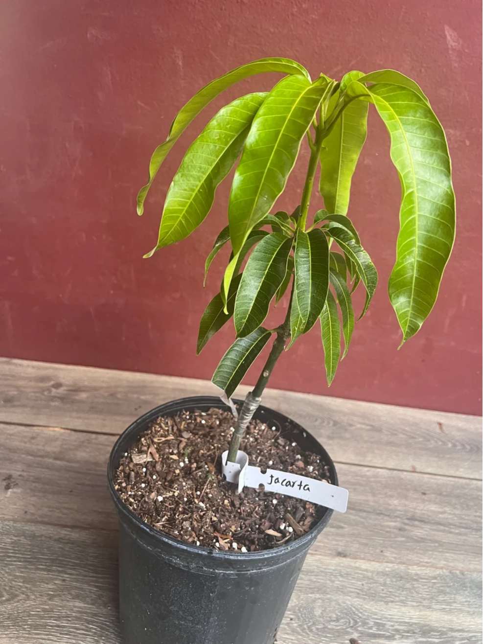 Jakarta Grafted Mango Tree in 3 Gallon Pot, Live Tropical Fruit Tree, Mango Plant for Sunny Garden, Mangifera indica